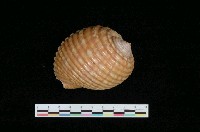 藏品(黃口鶉螺)的圖片